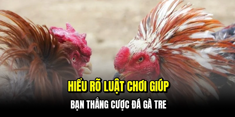 Hiểu rõ luật chơi giúp bạn thắng cược đá gà tre