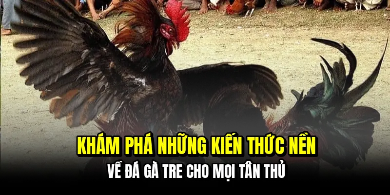 Khám phá những kiến thức nền về đá gà tre cho mọi tân thủ