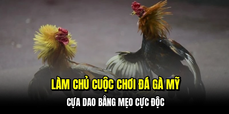 Làm chủ cuộc chơi đá gà Mỹ cựa dao bằng mẹo cực độc
