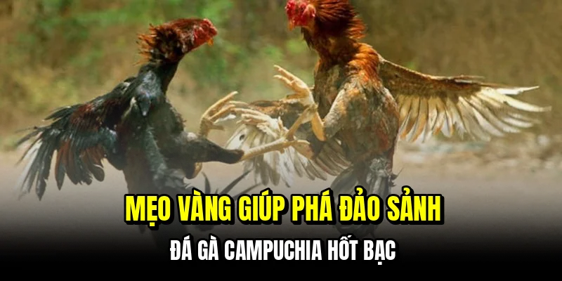 Mẹo vàng giúp phá đảo sảnh đá gà Campuchia hốt bạc