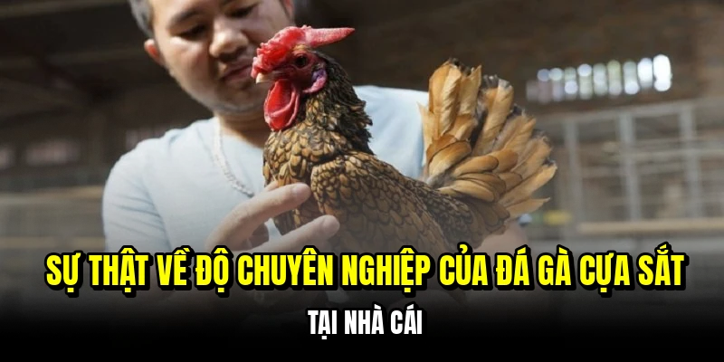 Sự thật về độ chuyên nghiệp của đá gà cựa sắt tại nhà cái