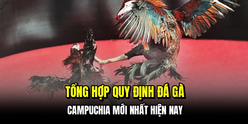 Tổng hợp quy định đá gà Campuchia mới nhất hiện nay